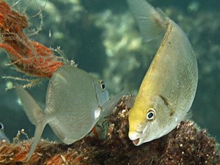 siganus rivulatus